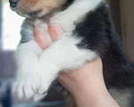 Собаки в Чебоксарах: Щенки колли длинношёрстной Разнополые, 40 000 руб. - фото 5