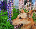 Собаки в Санкт-Петербурге: Альма в добрые руки  Девочка, Бесплатно - фото 8