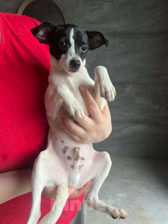 Собаки в Москве: Щенок той-фокстерьера Дольче в дар Мальчик, 1 руб. - фото 1