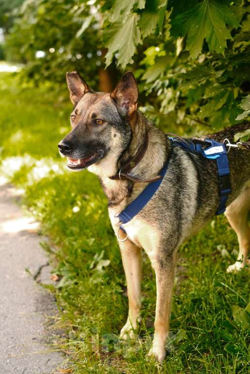 Собаки в Санкт-Петербурге: Мэй из приюта в добрые руки Девочка, Бесплатно - фото 8