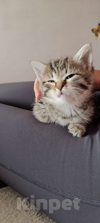 Кошки в Химках: Котёнок-девочка Девочка, 1 500 руб. - фото 2