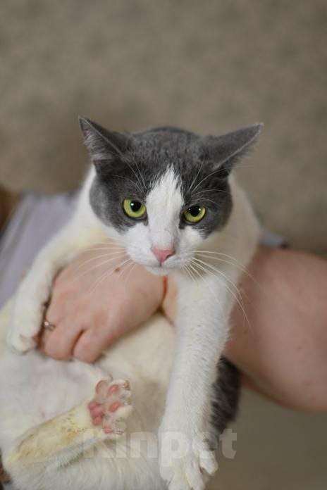 Кошки в Москве: Отдаём здоровых и стерилизованных котов даром в добрые руки! Мальчик, Бесплатно - фото 2