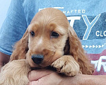 Собаки в Краснодаре: английский кокер спаниель Мальчик, 45 000 руб. - фото 2