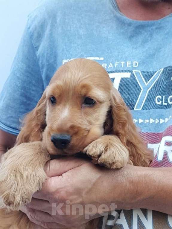 Собаки в Краснодаре: английский кокер спаниель Мальчик, 45 000 руб. - фото 2