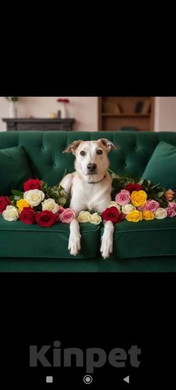 Собаки в других городах Московской области: Сэнди в поисках своей семьи Девочка, Бесплатно - фото 6