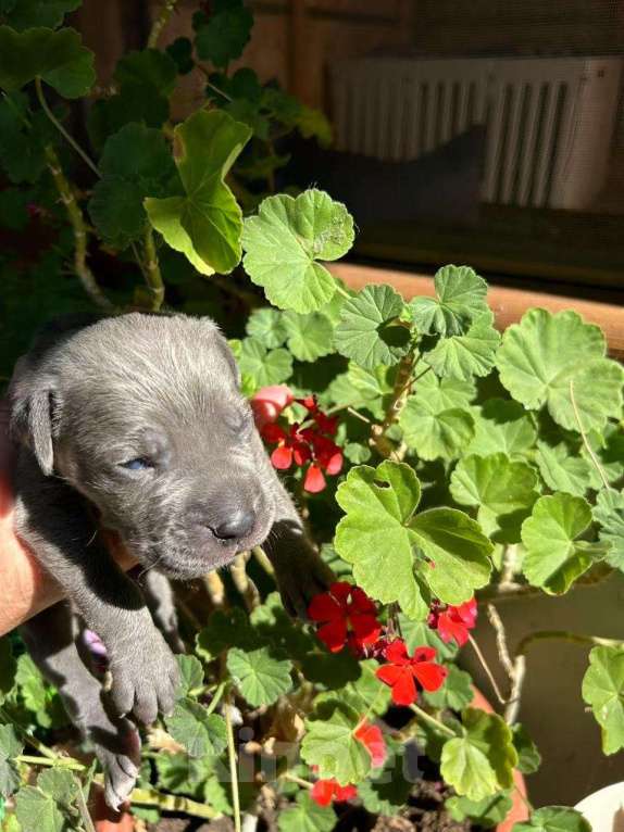 Собаки в Севастополе: Щенки кане корсо Мальчик, Бесплатно - фото 4