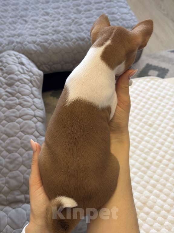 Собаки в Ангарске: Щенки басенджи Девочка, 65 000 руб. - фото 3