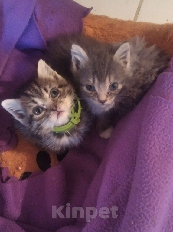 Кошки в Томске: Котёнок в добрые руки Девочка, Бесплатно - фото 1