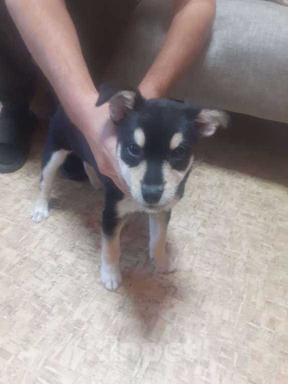 Собаки в других городах Иркутской области: Одаю  бесплатно Мальчик, Бесплатно - фото 1