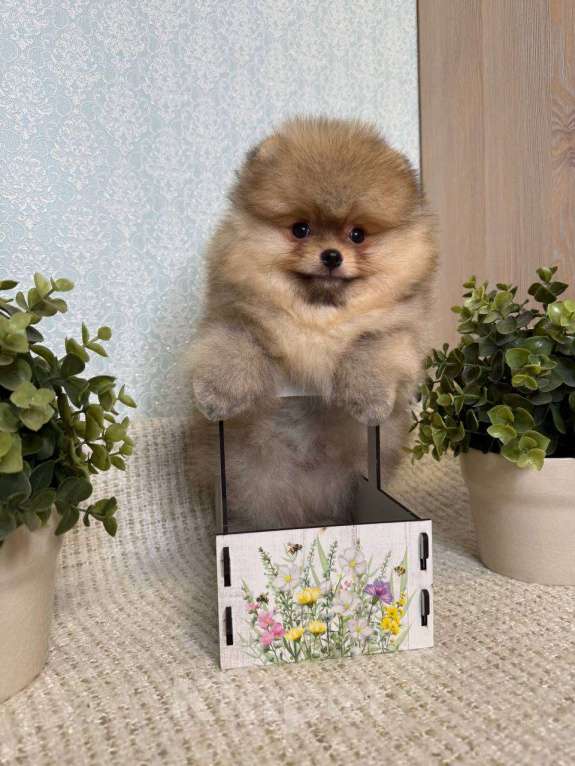 Собаки в Тюмени: Классный парень померанского шпица  Dakster Мальчик, Бесплатно - фото 8