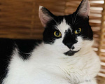 Кошки в Санкт-Петербурге: Киса ищет дом Девочка, Бесплатно - фото 4