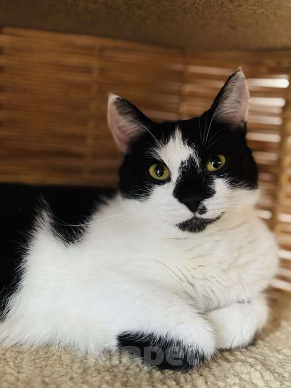 Кошки в Санкт-Петербурге: Киса ищет дом Девочка, Бесплатно - фото 4