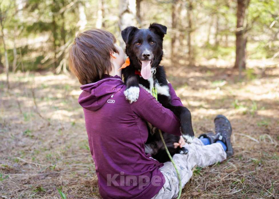 Собаки в Москве: Щенок в добрые руки Мальчик, Бесплатно - фото 4