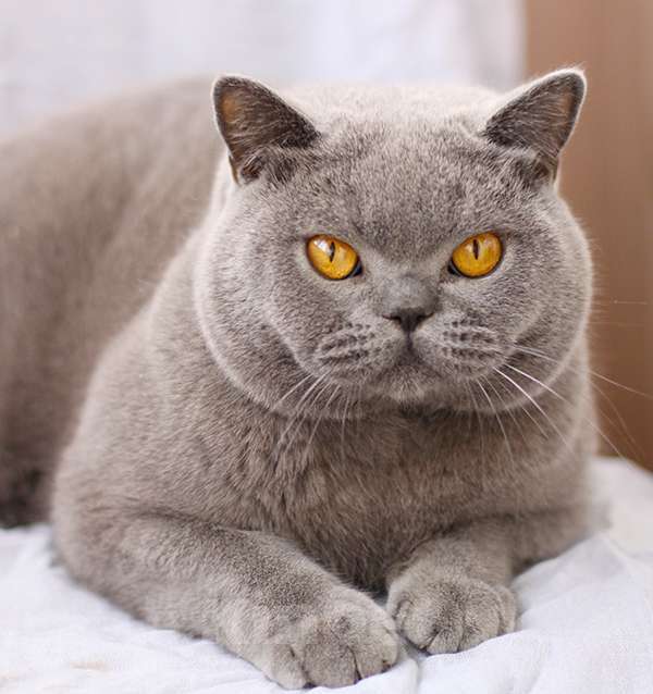 Кошки в Москве: Британский голубой шикарный кот. Мальчик, 60 000 руб. - фото 3