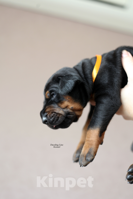 Собаки в Москве: Щенки добермана. Питомник РКФ Девочка, 120 000 руб. - фото 5