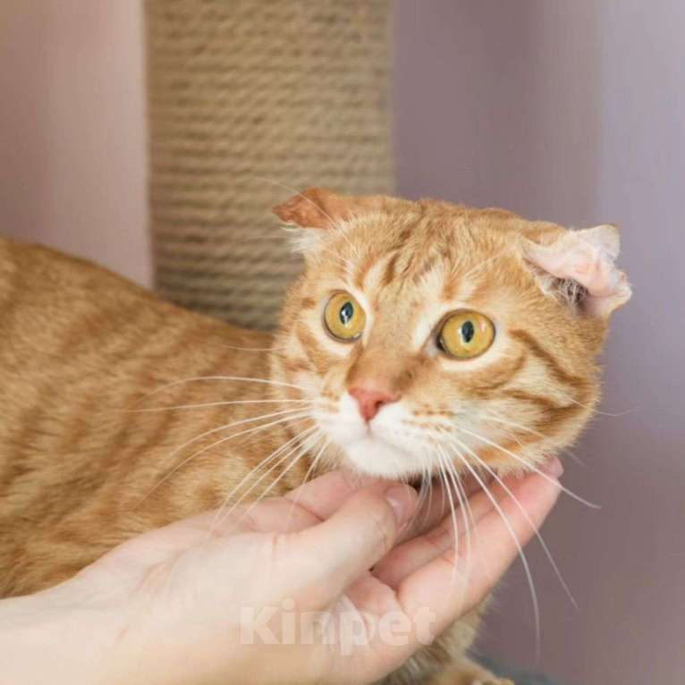 Кошки в Москве: Веня, узник страшной квартиры Мальчик, Бесплатно - фото 3