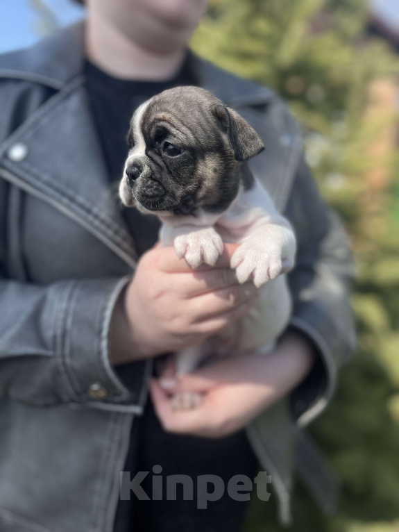 Собаки в Ростове-на-Дону: Щенки французского бульдога Девочка, 20 000 руб. - фото 2