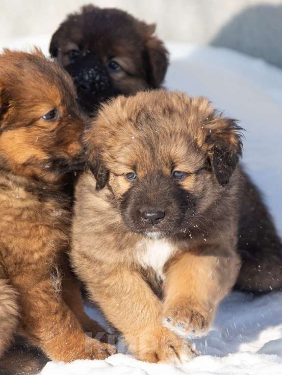Собаки в Москве: Щенок Монгольского Банхара Мальчик, Бесплатно - фото 8
