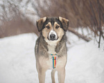 Собаки в Москве: Нежный и сладкий мальчик Мальчик, Бесплатно - фото 1