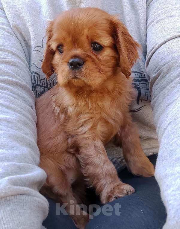 Собаки в Москве: Кавалер Кинг Чарлз Спаниель  девочка принцесса рубин Девочка, 90 000 руб. - фото 2