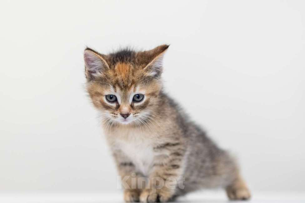 Кошки в Москве: Анита Девочка, Бесплатно - фото 4