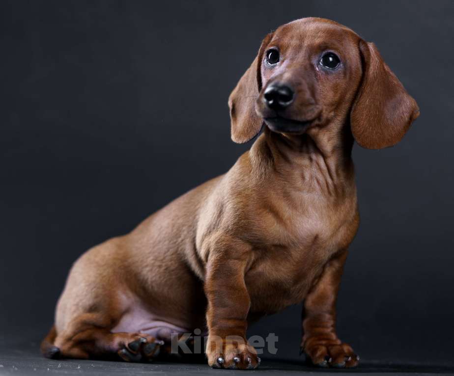 Собаки в Жуковском: Такса миниатюрная гладкошерстная Мальчик, 50 000 руб. - фото 3