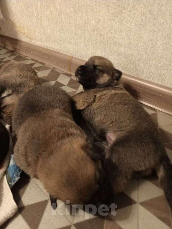 Собаки в Котласе: Щенята от умной овчарки  Мальчик, Бесплатно - фото 7