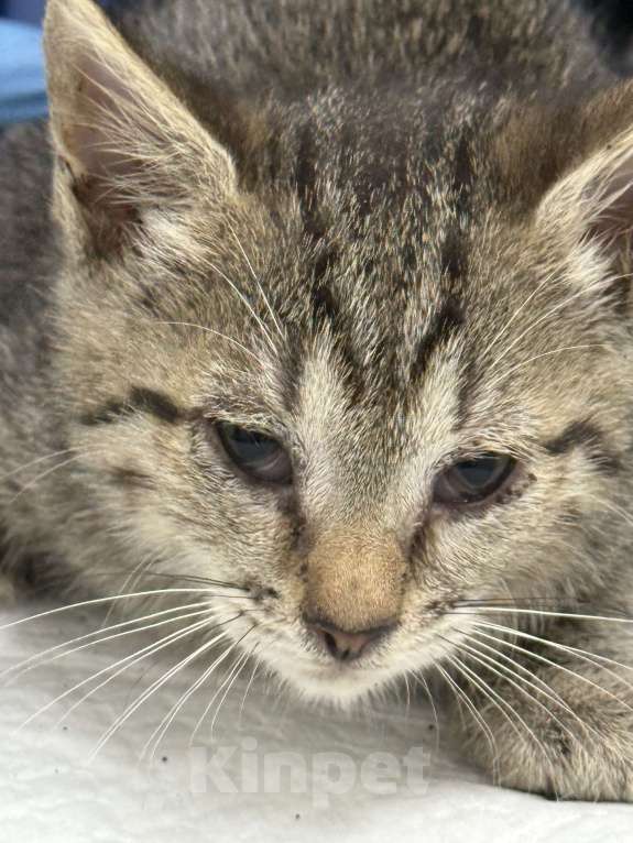Кошки в Москве: Котенок Мегги полосатая и ласковая в добрые руки Девочка, Бесплатно - фото 6