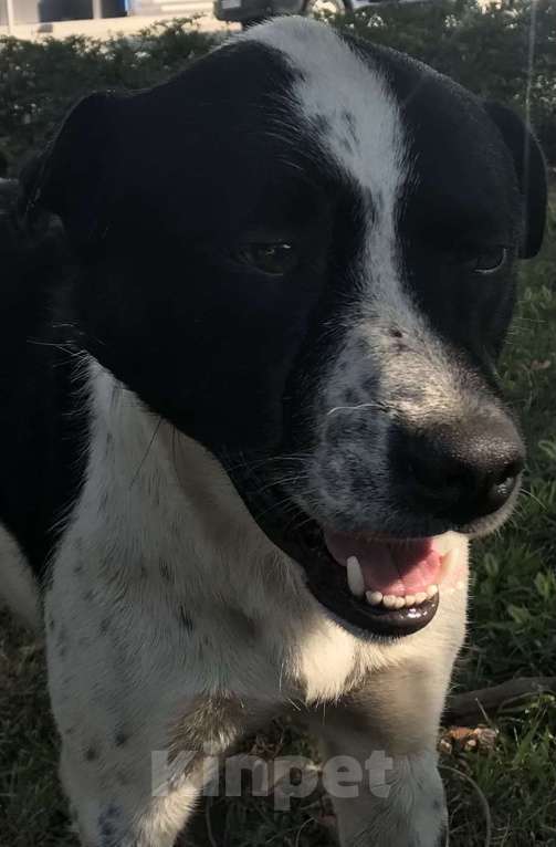 Собаки в Краснодаре: Молодой пес ищет дом Мальчик, 300 руб. - фото 2