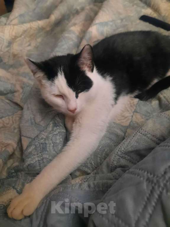 Кошки в Санкт-Петербурге: Котенок Синявино Мальчик, Бесплатно - фото 2