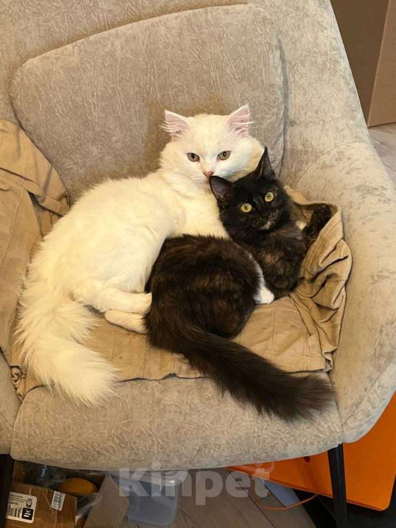 Кошки в Москве: Вальяжный Ангорский кот в добрые руки Мальчик, Бесплатно - фото 1