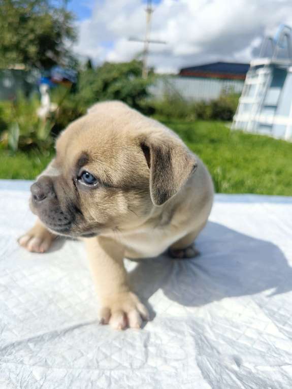 Собаки в Александрове: Малыш американский булли Мальчик, 120 000 руб. - фото 6