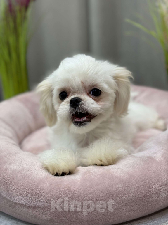 Собаки в Москве: Лакки. Эксклюзивное микро. Мальчик, 150 000 руб. - фото 6