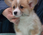 Собаки в Москве: Девочка вельш корги пемброк Девочка, 80 000 руб. - фото 2