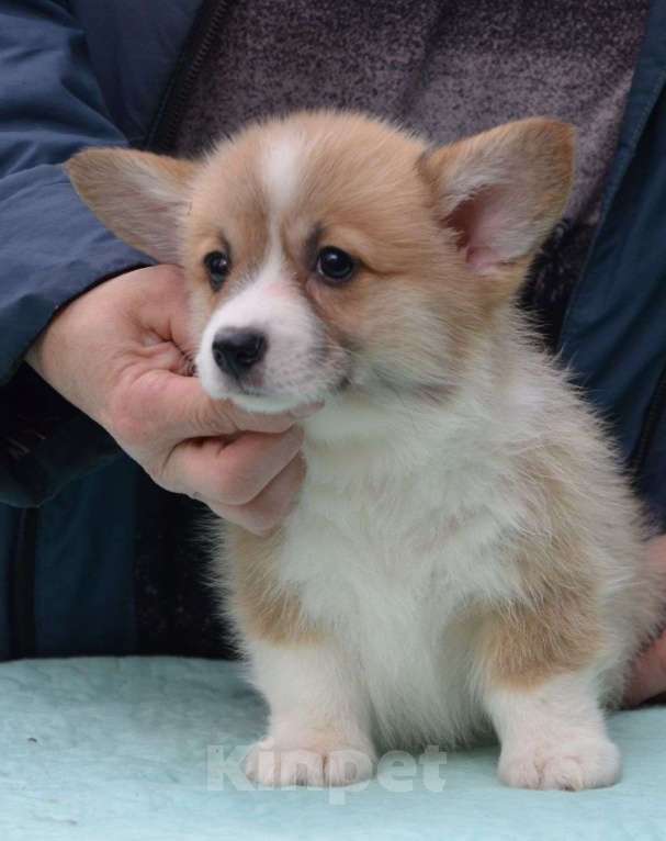 Собаки в Москве: Девочка вельш корги пемброк Девочка, 80 000 руб. - фото 2