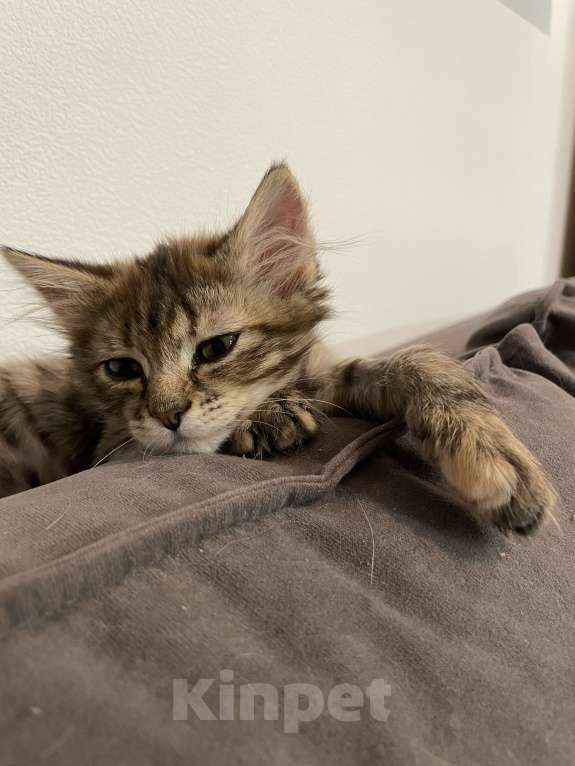 Кошки в Москве: Ласковая малышка ищет дом Девочка, Бесплатно - фото 2