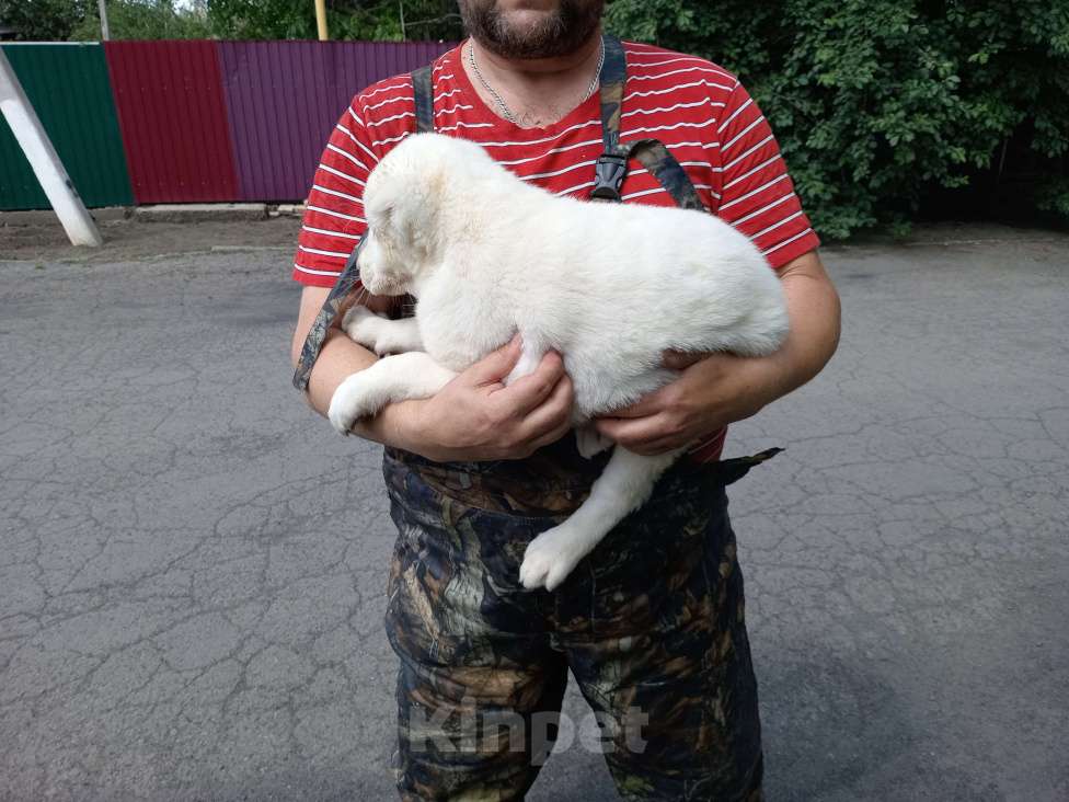 Собаки в Гуково: Продаётся щенок алабай 2 мес Девочка, 20 000 руб. - фото 2