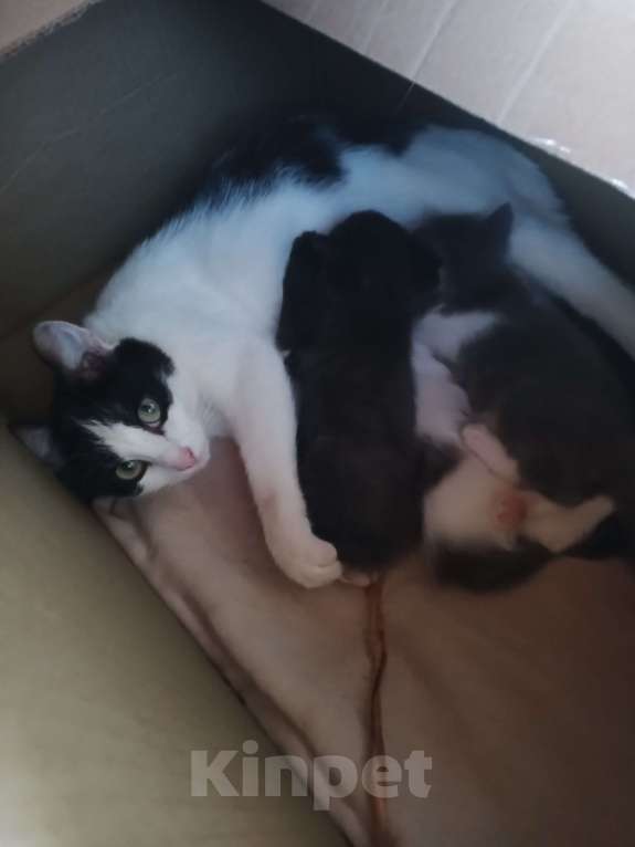 Кошки в Туле: Сладкий мальчик и обаятельное солнышко ищет дом. Мальчик, Бесплатно - фото 3