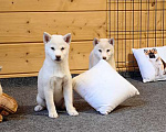 Собаки в Москве: Белые Сиба ину. Ми-ми-мишки. Девочка, 60 000 руб. - фото 2