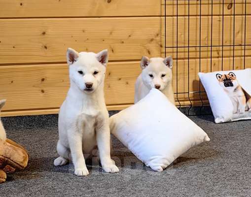 Собаки в Москве: Белые Сиба ину. Ми-ми-мишки. Девочка, 60 000 руб. - фото 2
