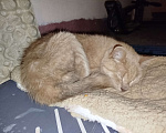 Кошки в Санкт-Петербурге: Кот или кошечка, рыжее животное Девочка, Бесплатно - фото 6