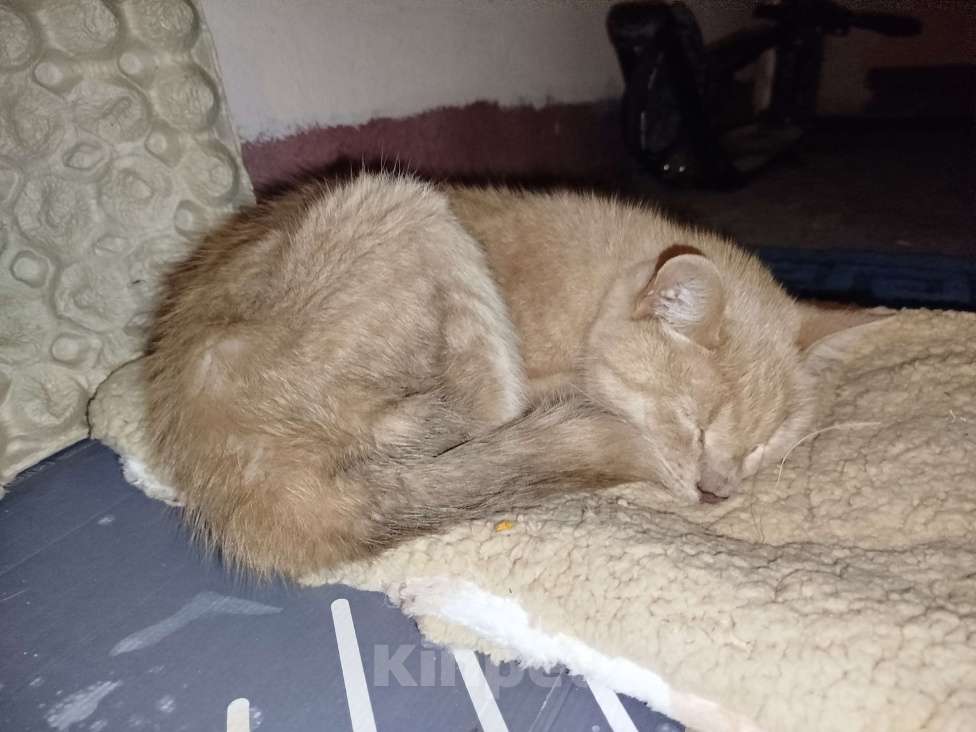 Кошки в Санкт-Петербурге: Кот или кошечка, рыжее животное Девочка, Бесплатно - фото 6