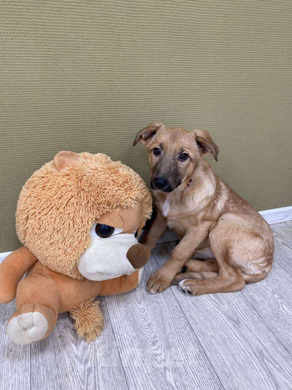 Собаки в Москве: Щенки бесплатно в Москве Девочка, Бесплатно - фото 1