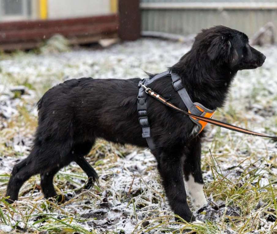 Собаки в Химках: Ищем Боне надёжный дом Девочка, Бесплатно - фото 5