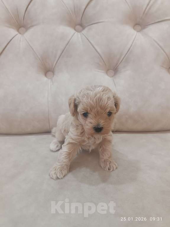 Собаки в Краснодаре: Продаю мальтипу  f1, дата рождения 28.12.2025. Мама мальтийская болонка, папа той пудель Китай Девочка, 80 000 руб. - фото 3