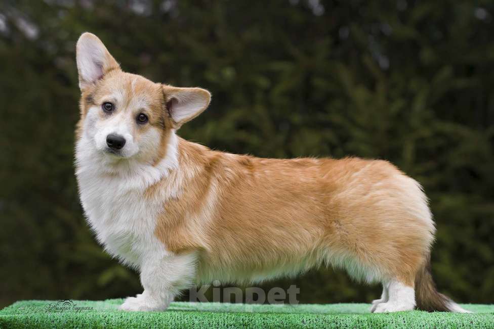 Собаки в Воронеже: Щенок вельш корги пемброк GABRIELLA DAISY Девочка, 50 000 руб. - фото 2