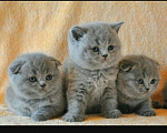 Кошки в Грозном: Котятки, 8 500 руб. - фото 1