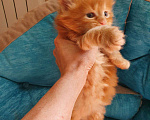 Кошки в Лукоянове: Котята Мейн- кунята.Вам на радость!, 10 000 руб. - фото 5