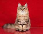 Кошки в Санкт-Петербурге: Хайленд-страйт мрамор Мальчик, 25 000 руб. - фото 4