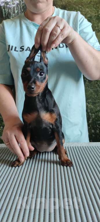 Собаки в Ореховом-Зуево: Щенки цвергпинчера Мальчик, 50 000 руб. - фото 8